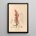 Medicinal Plants Pl091 - Charles Frederick Millspaugh — framed artwork on a wall