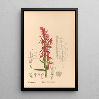 Medicinal Plants Pl091 - Charles Frederick Millspaugh — framed artwork on a wall