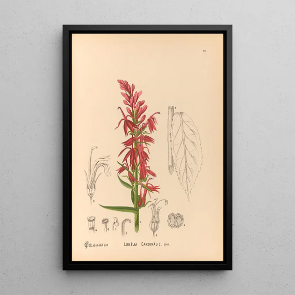 Medicinal Plants Pl091 - Charles Frederick Millspaugh — framed artwork on a wall