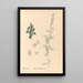 Reproduction of the painting Medicinal Plants Pl092 - Charles Frederick Millspaugh