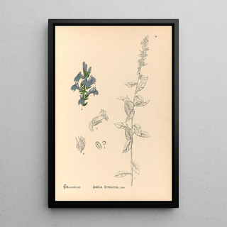 Reproduction of the painting Medicinal Plants Pl092 - Charles Frederick Millspaugh