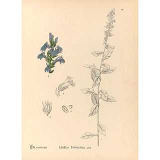 Reproduction of the painting Medicinal Plants Pl092 - Charles Frederick Millspaugh