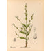 Medicinal Plants Pl093 - Charles Frederick Millspaugh — artwork view