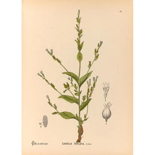 Medicinal Plants Pl093 - Charles Frederick Millspaugh — artwork view