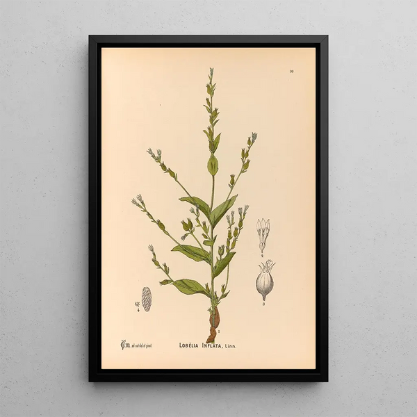 Medicinal Plants Pl093 - Charles Frederick Millspaugh — framed artwork on a wall