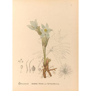 Medicinal plants Pl094 - Charles Frederick Millspaugh — artwork view