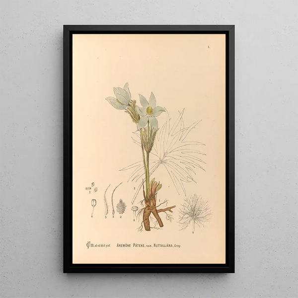 Medicinal plants Pl094 - Charles Frederick Millspaugh — framed artwork on a wall