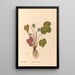 Reproduction of the painting Medicinal Plants Pl095 - Charles Frederick Millspaugh