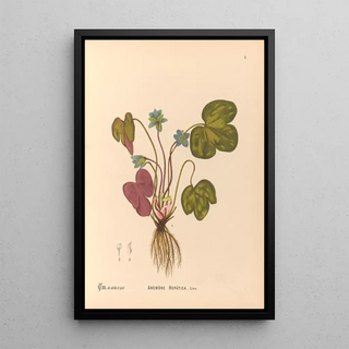 Reproduction of the painting Medicinal Plants Pl095 - Charles Frederick Millspaugh