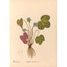 Reproduction of the painting Medicinal Plants Pl095 - Charles Frederick Millspaugh