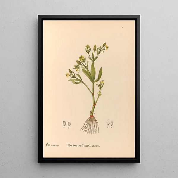 Medicinal Plants Pl096 - Charles Frederick Millspaugh — framed artwork on a wall