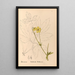 Reproduction of the painting Medicinal Plants Pl097 - Charles Frederick Millspaugh