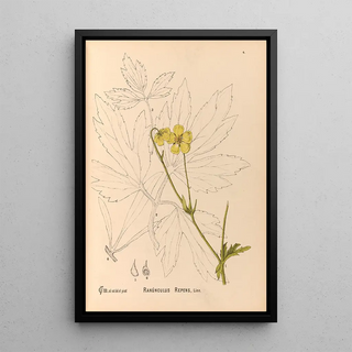 Reproduction of the painting Medicinal Plants Pl097 - Charles Frederick Millspaugh