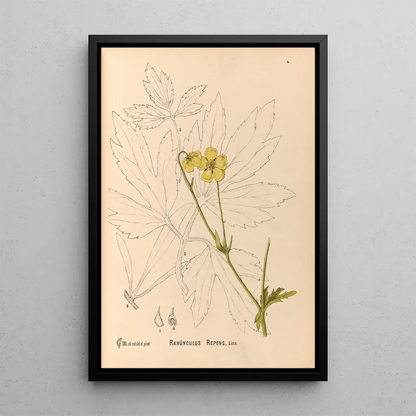 Reproduction of the painting Medicinal Plants Pl097 - Charles Frederick Millspaugh