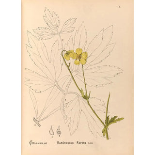 Reproduction of the painting Medicinal Plants Pl097 - Charles Frederick Millspaugh