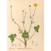 Medicinal plants Pl098 - Charles Frederick Millspaugh — artwork view
