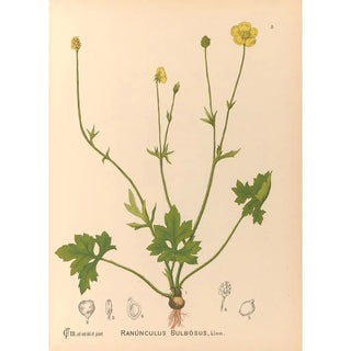 Medicinal plants Pl098 - Charles Frederick Millspaugh — artwork view