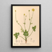 Medicinal plants Pl098 - Charles Frederick Millspaugh — framed artwork on a wall