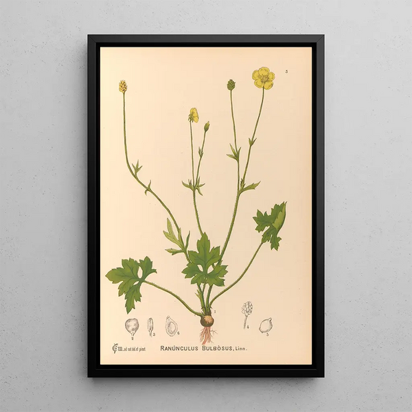 Medicinal plants Pl098 - Charles Frederick Millspaugh — framed artwork on a wall