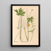 Reproduction of the painting Medicinal Plants Painting Pl099 - Charles Frederick Millspaugh