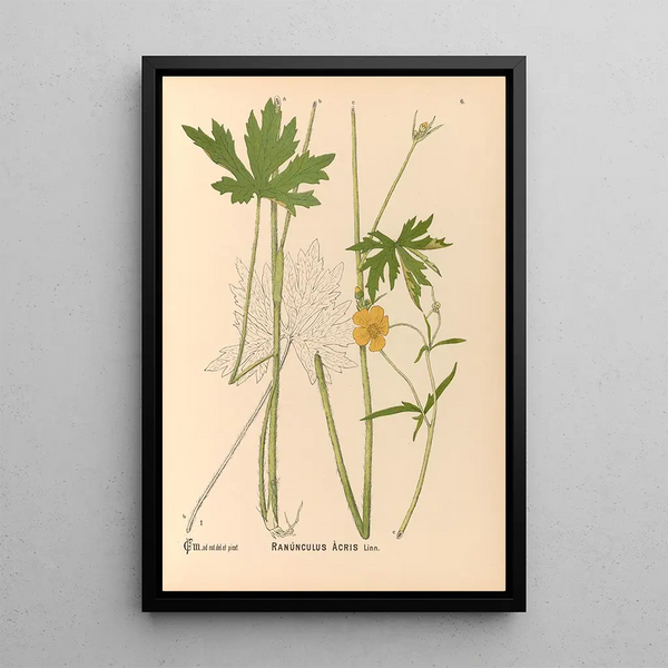 Reproduction of the painting Medicinal Plants Painting Pl099 - Charles Frederick Millspaugh