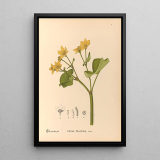 Reproduction of the painting Medicinal Plants Pl100 - Charles Frederick Millspaugh