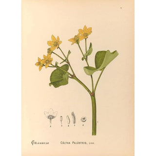 Reproduction of the painting Medicinal Plants Pl100 - Charles Frederick Millspaugh