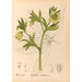 Medicinal Plants Pl101 - Charles Frederick Millspaugh — artwork view