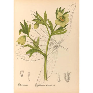 Medicinal Plants Pl101 - Charles Frederick Millspaugh — artwork view