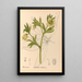 Medicinal Plants Pl101 - Charles Frederick Millspaugh — framed artwork on a wall