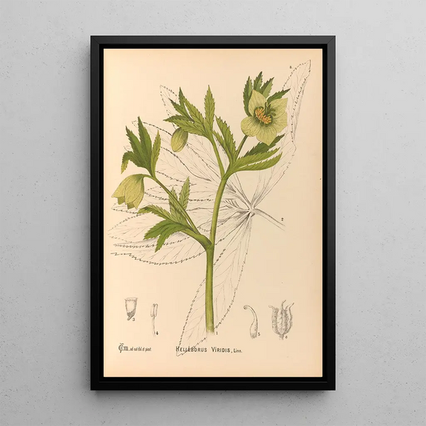 Medicinal Plants Pl101 - Charles Frederick Millspaugh — framed artwork on a wall