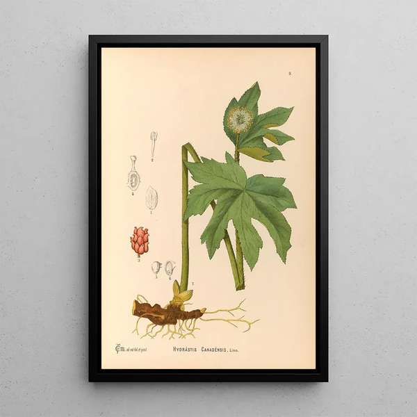 Reproduction of the painting Medicinal Plants Pl102 - Charles Frederick Millspaugh