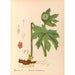 Reproduction of the painting Medicinal Plants Pl102 - Charles Frederick Millspaugh