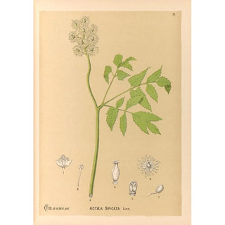 Medicinal Plants Pl103 - Charles Frederick Millspaugh — artwork view