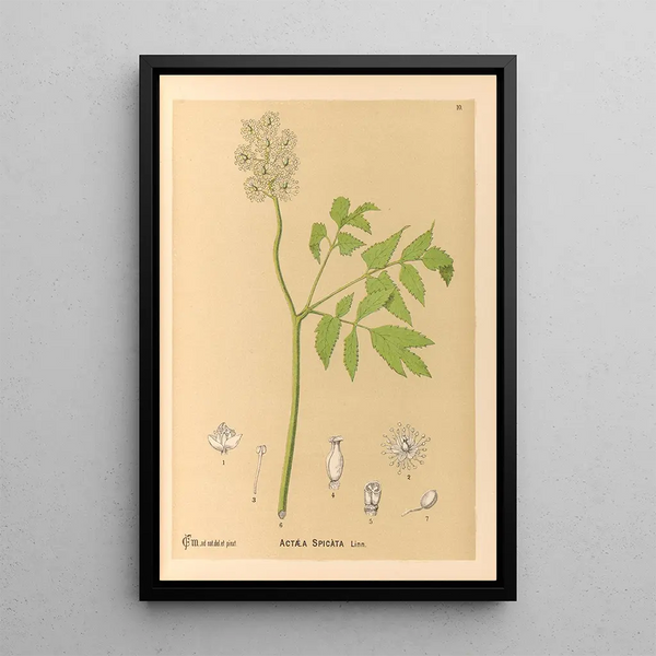 Medicinal Plants Pl103 - Charles Frederick Millspaugh — framed artwork on a wall