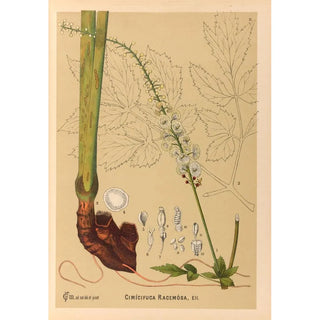 Medicinal Plants Painting Pl104 - Charles Frederick Millspaugh — artwork view