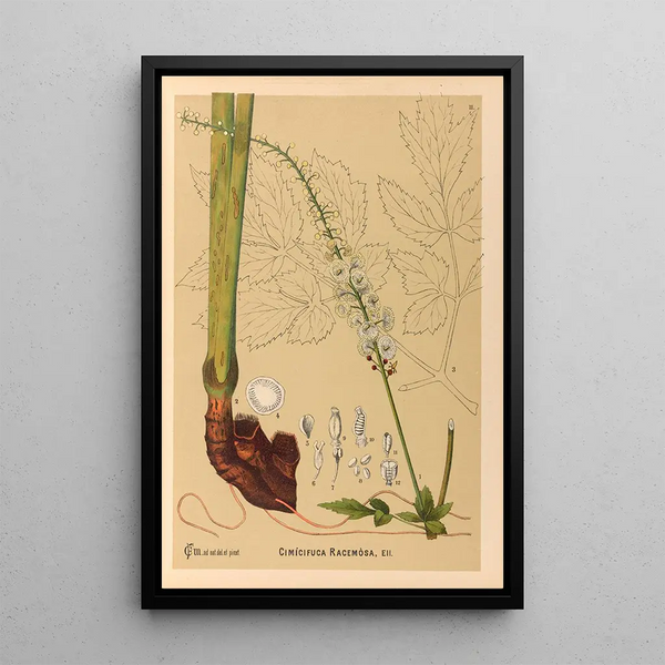 Medicinal Plants Painting Pl104 - Charles Frederick Millspaugh — framed artwork on a wall