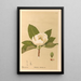 Reproduction of the painting Medicinal Plants Painting Pl105 - Charles Frederick Millspaugh