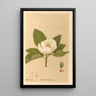 Reproduction of the painting Medicinal Plants Painting Pl105 - Charles Frederick Millspaugh
