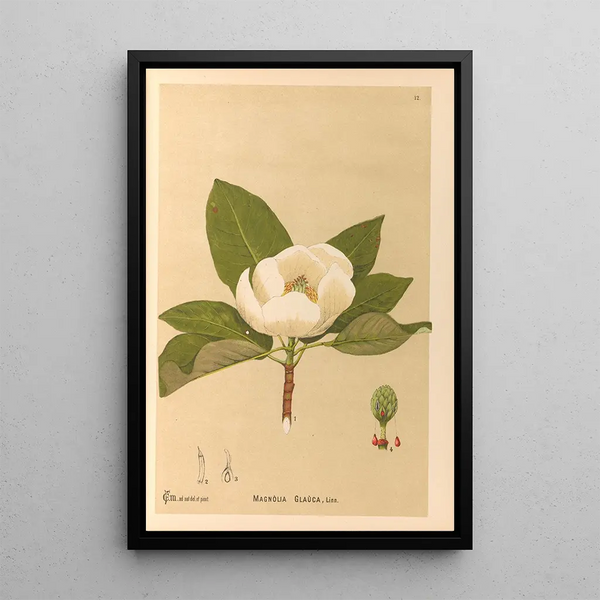 Reproduction of the painting Medicinal Plants Painting Pl105 - Charles Frederick Millspaugh