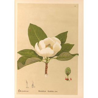 Reproduction of the painting Medicinal Plants Painting Pl105 - Charles Frederick Millspaugh