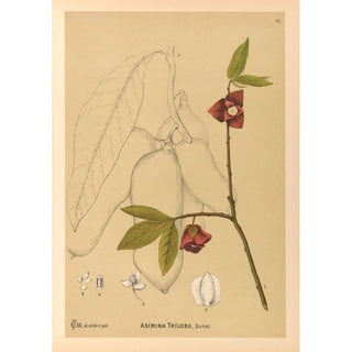 Medicinal Plants Painting Pl106 - Charles Frederick Millspaugh — artwork view