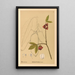 Medicinal Plants Painting Pl106 - Charles Frederick Millspaugh — framed artwork on a wall