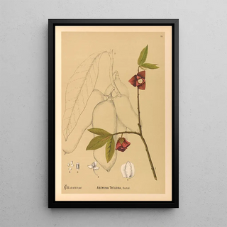 Medicinal Plants Painting Pl106 - Charles Frederick Millspaugh — framed artwork on a wall