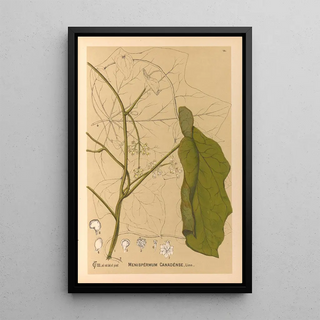 Reproduction of the painting Medicinal Plants Pl107 - Charles Frederick Millspaugh