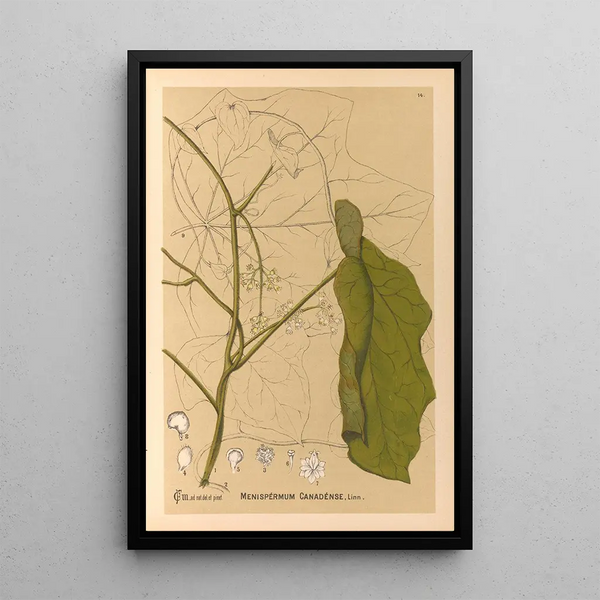 Reproduction of the painting Medicinal Plants Pl107 - Charles Frederick Millspaugh