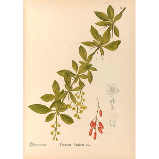 Medicinal Plants Pl108 - Charles Frederick Millspaugh — artwork view