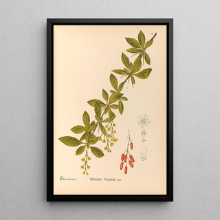 Medicinal Plants Pl108 - Charles Frederick Millspaugh — framed artwork on a wall