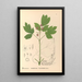 Reproduction of the painting Medicinal Plants Pl109 - Charles Frederick Millspaugh