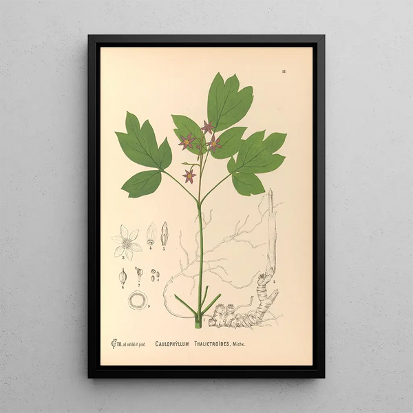 Reproduction of the painting Medicinal Plants Pl109 - Charles Frederick Millspaugh